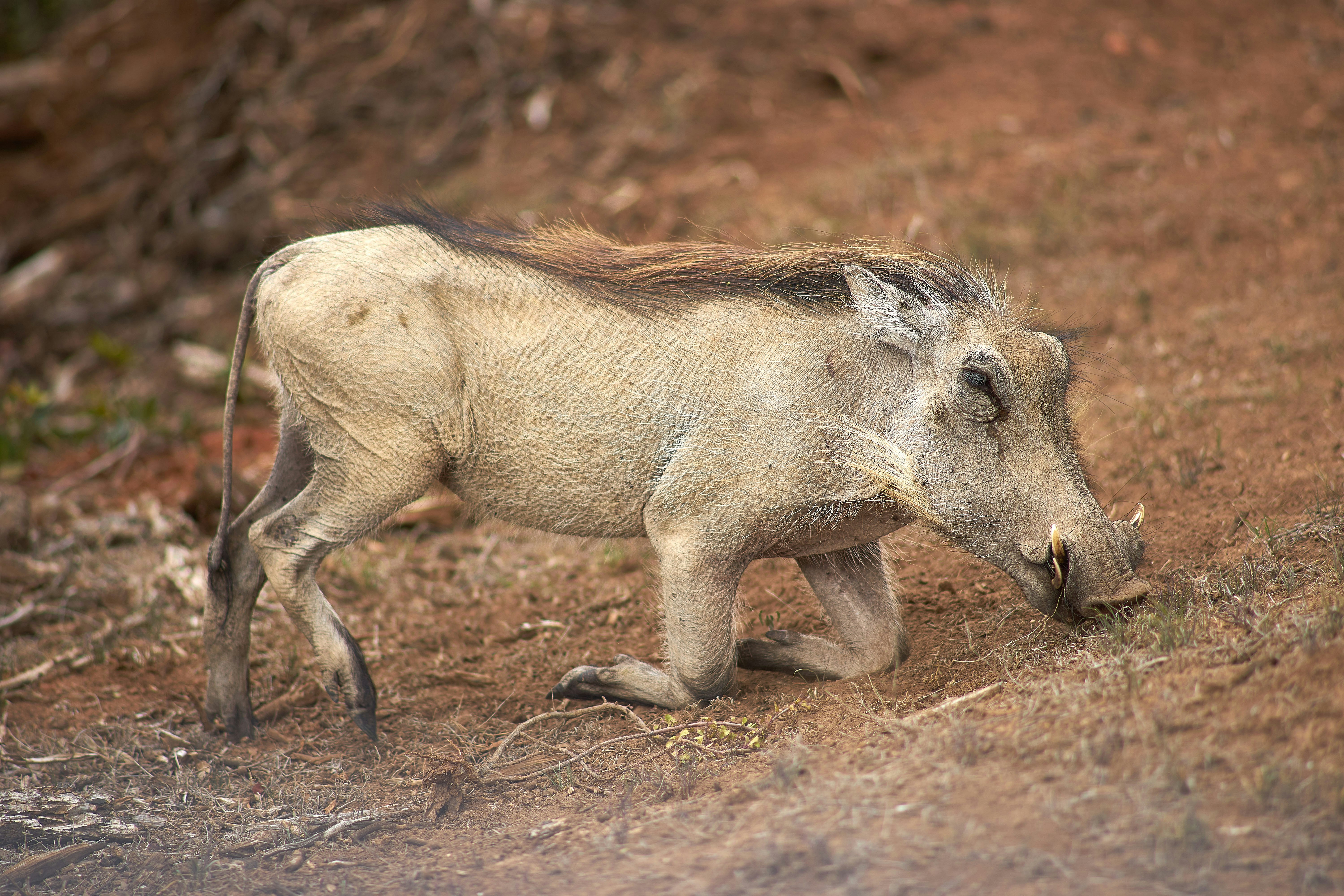 white animal on brown soil